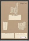 Amphora janischii A. Schm. (de-Toni-Nr.: Genus 36, Species 1578) Zeichnungen Sammlung Grunow Nr. 3027 (NHMW-BOT-W0370415)